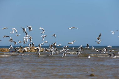Martılar denizde uçar.