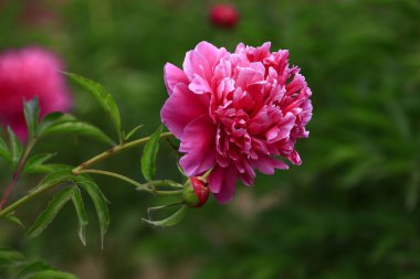 Çiçekli şakayık, çok güzel.