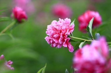 Çiçekli şakayık, çok güzel.