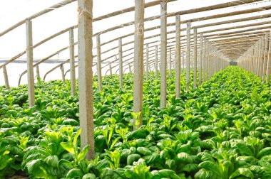 Sebze serasındaki yiyecekler bambu filizleniyor.
