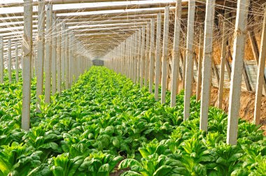Sebze serasındaki yiyecekler bambu filizleniyor.