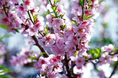 Armut çiçeği çok güzel yakın mesafeden ateş ediliyor.