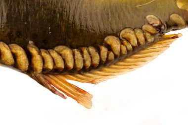 Beyaz arka planda köpekbalığı yüzgeci