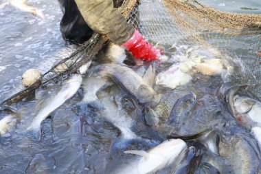 Balık ağlarındaki balıklar.