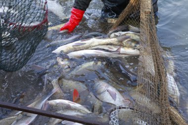 Balık ağlarındaki balıklar.
