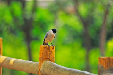 Hayvanat bahçesinde devekuşu