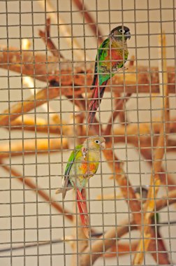 Hayvanat bahçesinde devekuşu