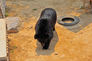Hayvanat bahçesindeki ayı