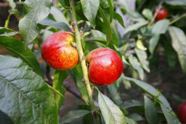 Organik şeftali ağacı dalı