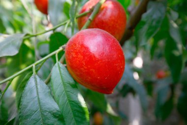 Organik şeftali ağacı dalı