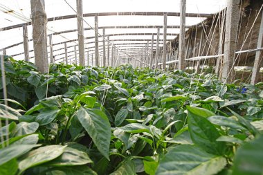 Green pepper grown in greenhouse