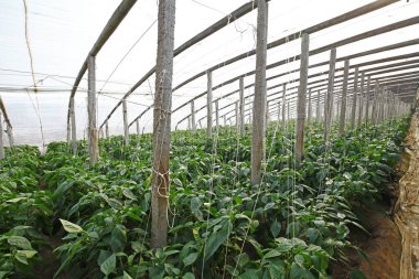 Green pepper grown in greenhouse