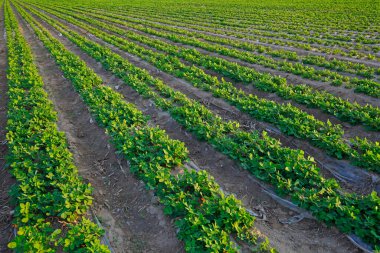 Tarlada yer fıstığı yetişir.