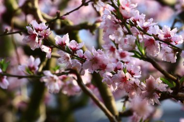 Denizanası çok güzel, yakından vurulmuş.
