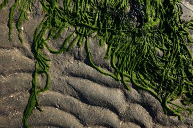 Deniz kenarındaki yeşil yosun plajı