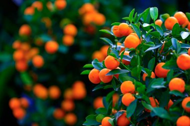 Ağaç olgun turuncu 