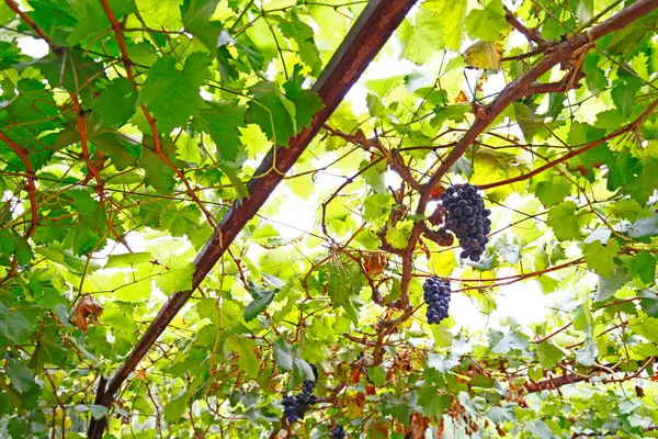 Mature grapes grow on trees