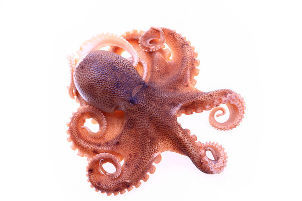 Осьминог на белом фоне