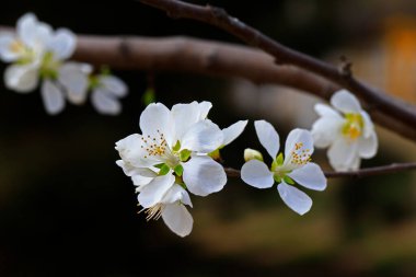 Kayısı çiçekleri yakın mesafeden çiçek açıyor.