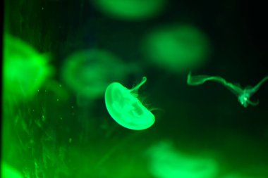 Kayısı çiçekleri yakın mesafeden çiçek açıyor.