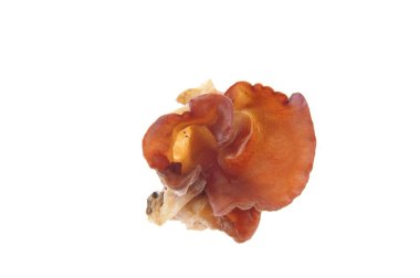 beyaz zemin üzerine siyah mantar