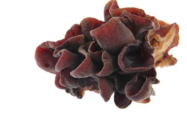 beyaz zemin üzerine siyah mantar