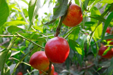 Organik şeftali ağacı dalı