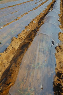 Karpuz ekimi plastik saman.