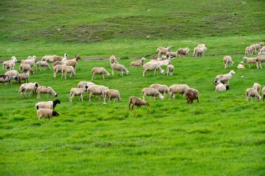 Otlaktaki koyun sürüsü ve mavi gökyüzü, otlak çiftliğinde ot yiyen bir koyun sürüsü, çimen tarlası
