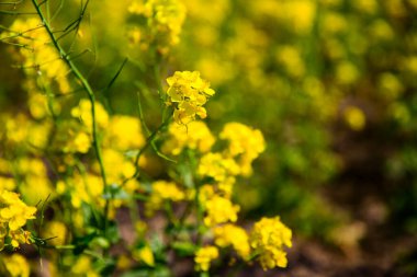 Açan kolza çiçeği tarlalarda