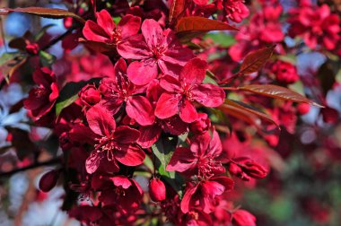 Çin çiçekli yaban elması. 