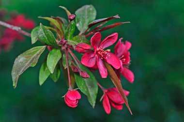 Çin çiçekli yaban elması. 