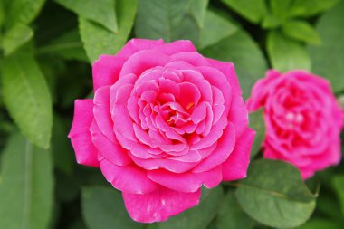 Güzel armut. Çok güzel.