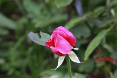 Güzel armut. Çok güzel.