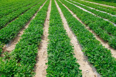 Çiftlikteki yerfıstığı tarlaları