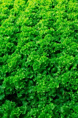 Marul fidanlıkta yetişir. 