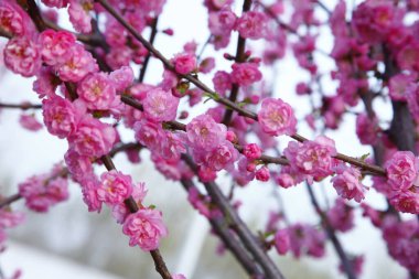 Güzel armut. Çok güzel.