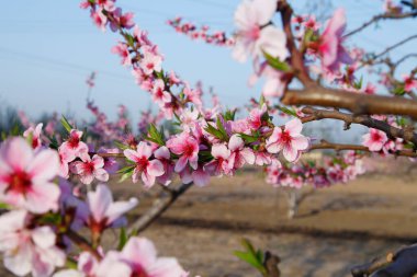 Güzel armut. Çok güzel.