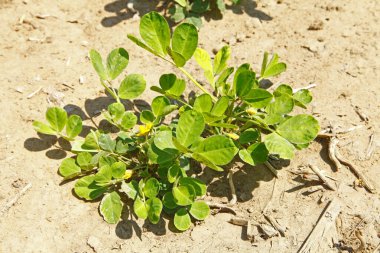 yeşil duvar arka planını boston sarmaşık, 