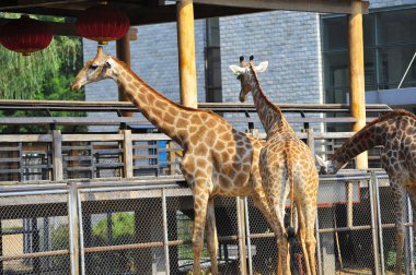 Hayvanat bahçesinde fil