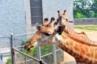 Hayvanat bahçesinde fil