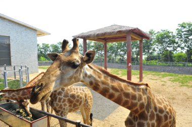 Hayvanat bahçesinde fil