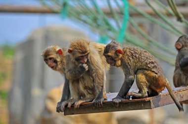 Hayvanat bahçesinde fil