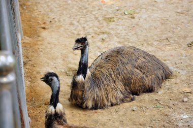 Hayvanat bahçesindeki aslan.