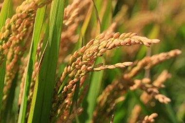 Sonbahar pirinç tarlaları