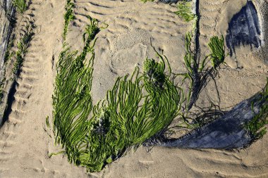 Deniz kenarındaki yeşil yosun plajı