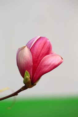 Magnolia flower Very beautiful