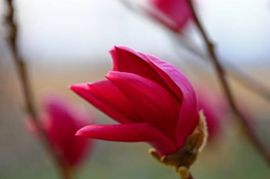 Magnolia flower Very beautiful