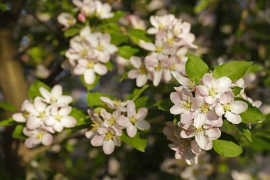 Çin çiçekli yaban elması. 