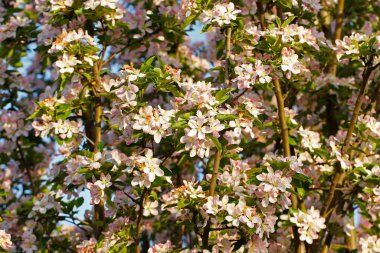 Çin çiçekli yaban elması. 